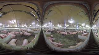 Maple Leaf Foods – 360° View Explore a Sow Barn [upl. by Ajnot]