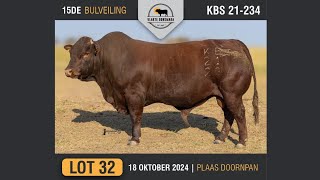 Lot 32  Vlakte Bonsmara Bulveiling  18 Okt 2024 [upl. by Rehptosirhc590]