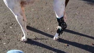 Gunther the German Shorthaired Pointer with Hock Brace [upl. by Terrie]