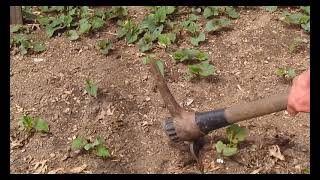 Deweeding Fish Stink Plant in Hartford Connecticut May 04 2024 [upl. by Kathlene448]