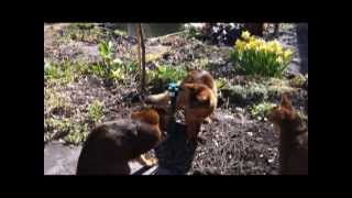 Abyssinian and Somali cats playing with a solar butterfly [upl. by Shoshana]