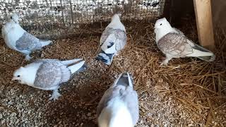 Fancy Pigeons Classic Old Frills Satinettes [upl. by Ainomar381]