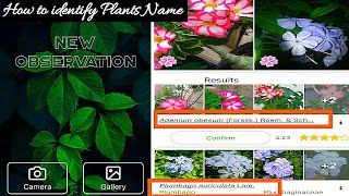 How to Identify plants name us using plant net app [upl. by Yleak]