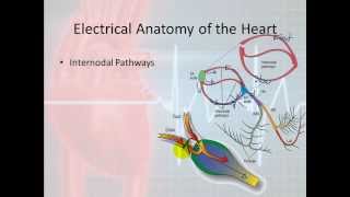 Basic Electrophysiology part 3  Electrical Anatomy part 1 [upl. by Orgel]