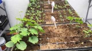 Mycorrhizae VAM Effect on Vegetables Seedling Germination Experiment Result [upl. by Clementi297]