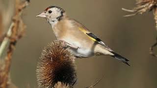 Goldfinch [upl. by Arleyne]