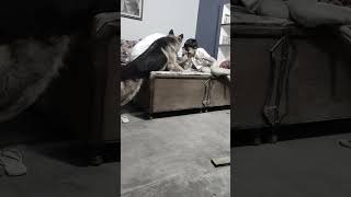 German Shepherd mindset shorts dog germanshepherd viralvideo trending doglover dogs video [upl. by Enialb]