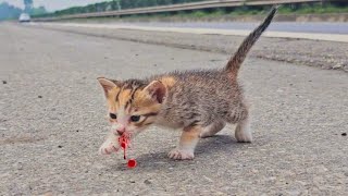 homeless kittens meow and I adopted cute and mischievous kittens cats after being rescued [upl. by Demitria]