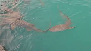 shark feeding in the port of rasdhoo island maldives [upl. by Novanod771]