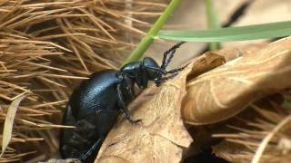 Oil beetle Meloe Proscarabeus or Meloe Violaceus [upl. by Sirrot]