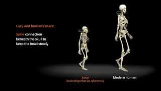 Human Odyssey  Compare the Distinctive Gaits of Lucy and Humans  California Academy of Sciences [upl. by Rosenwald401]