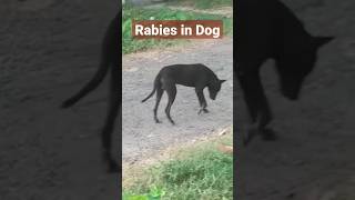 Rabies in dogs petdoctor doglover worldrabiesday [upl. by Artamas160]