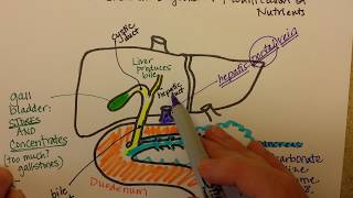 The Pancreas Liver and Duodenum Work Together [upl. by Macur]