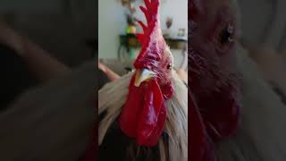 My chicken singing🐓🐓 [upl. by Dabbs]