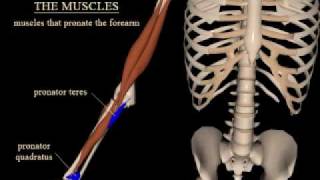 pronation and supination of the forearm [upl. by Patterman]