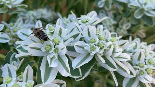 Euphorbia marginata flowers [upl. by Annez]