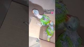 Comment🙋‍♀️If youre bird lover birds pets petlover parrot viral shorts trending [upl. by Rugg]