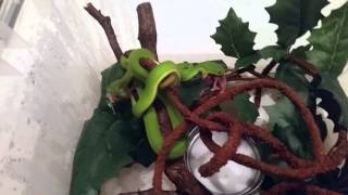 Trimeresurus albolabris feeding [upl. by Sheryl]