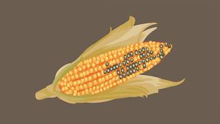 Mycotoxins and Climate Change  How Europe contributes to global efforts [upl. by Ahsienel]