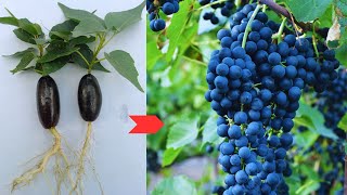 Black Seedless Grapes Organic Growing Secrets Revealed Cultivation Guide [upl. by Kopans]