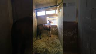 Horse in his ice boots horse horseracing equestrian [upl. by Shina]