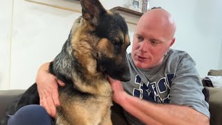 German Shepherd got attitude when her dad petted another dog  Funny Dog 2023 😂 [upl. by Ax640]