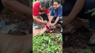 Sembelih kambing dengan pisau butcher 8 inci Jaya Mata [upl. by Kristel]