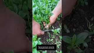 HOW TO HARVEST WATERLEAF [upl. by Hayidah]