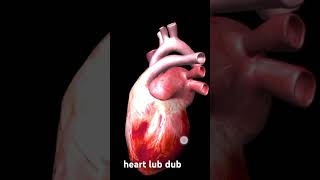 Heart Lub Dub Explore the Amazing World of Cardiology [upl. by Kerman]