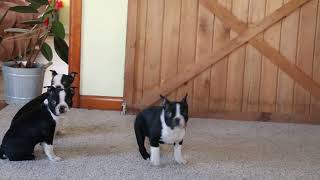 Boston Terrier Puppies for Sale [upl. by Sholes]