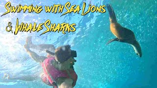 Swimming with Sea Lions amp Whale Sharks in La Paz 🇲🇽 snorkeling whaleshark sealions [upl. by Ahsini]