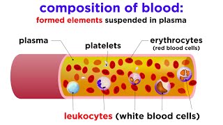 The Composition and Function of Blood [upl. by Nylisoj]