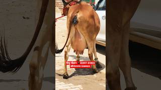 Gir Cow For Sale 🎉 16 Letter Milk 👍 girl cow trending farm Gir Cow For Sale in Rajasthan [upl. by Kerrison]