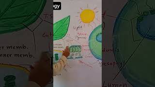 Chloroplast as energy converting organelle foryou viralvideo viralshorts trending biology [upl. by Homans904]