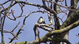 Chant de la mésange charbonnière [upl. by Eniale756]