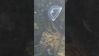 Gopro fishing for moon jellies [upl. by Calista]