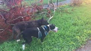 crazy pitbull at the dog park [upl. by Gaelan570]