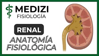 Clase 55 Fisiología Renal  Anatomía funcional del riñón IGdoctorpaiva [upl. by Akinimod4]