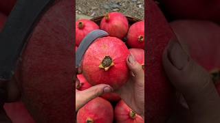 Asmr pomegranate fruit  асмр гранат reels tiktok shorts asmr асмр рек еда рекомендации fyp [upl. by Ynhoj]