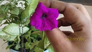 petunia plants growing from seed mixed colour seeds [upl. by Orme517]