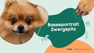 Rasseportrait Zwergspitz Pomeranian [upl. by Sethrida]