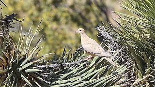 Leucistic Not Albino Mourning Dove 🕊👀😍 [upl. by Ile]