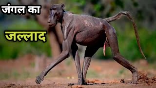 क्या किया बबून ने शेर के साथ what do baboon with lion monkey fight wild animal [upl. by Ronnoc]