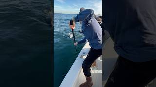 Root Beer NLBN  End game on this 60” class bluefin tuna Stoked with the boys [upl. by Thaddus125]