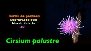 Disteln thistles cardos Cirsium palustre time lapse trilingual 4K [upl. by Thagard697]