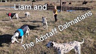 Liams Dalmatian Dream Playing with the Adstaff Pack [upl. by Conway832]