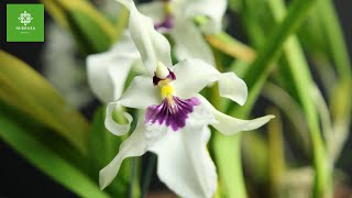 Miltonia Orchid  Miltonia Spectabilis Care  How To Grow Orchids  Growing Orchids Under Lights [upl. by Onairam]