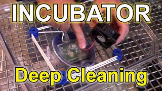 Incubator Deep Cleaning  Borotto amp Hatching Time [upl. by Nealson732]