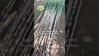 Sugarcane bud variety 14201 sugarcane 14201 bud riarsugarcanefarm [upl. by Kcirrad]