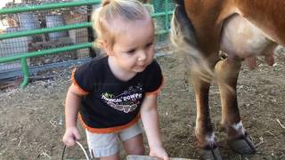 How to Milk a Cow 2 yr Old Baby Emma Milks the Family Cow All By Herself [upl. by Anerhs]